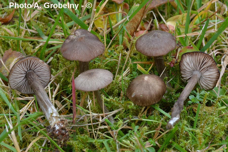 Entoloma jubatum